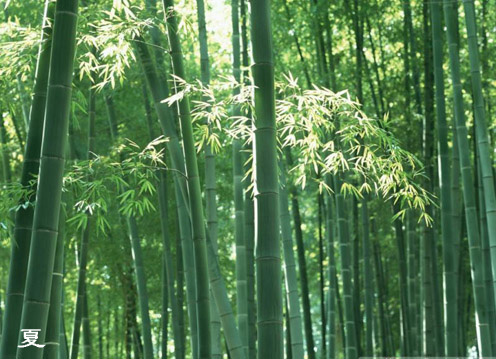 有一種美，叫原創——夏竹